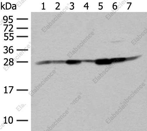 Вестерн-блоттинг, NIPSNAP2, клетки HeLa, HT-29, HEPG2 и ткани печени и мозга