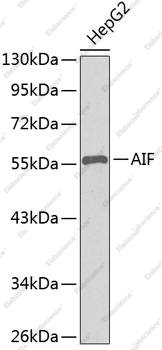 Вестерн-блоттинг, AIF, клетки HepG2