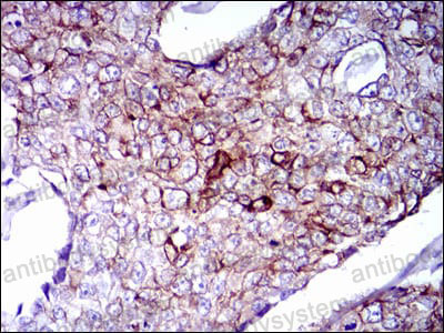 Валидация AntibodySystem RHC99506 (1255)