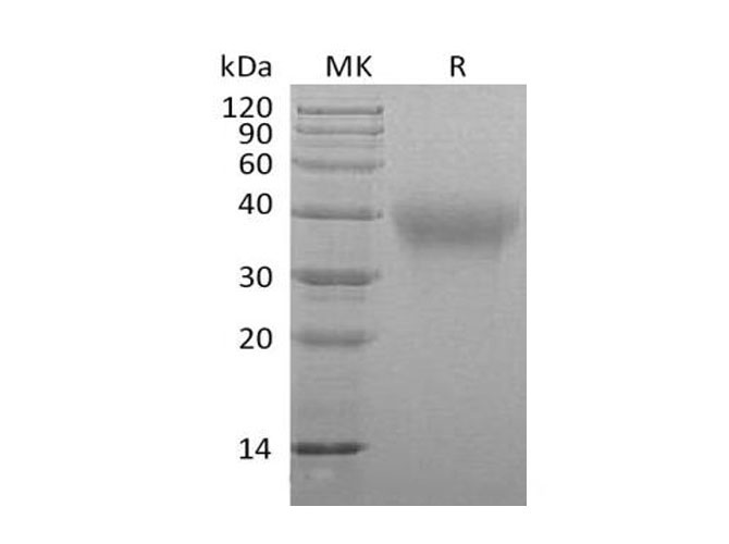 Валидация Elabscience PKSM041027(4958)