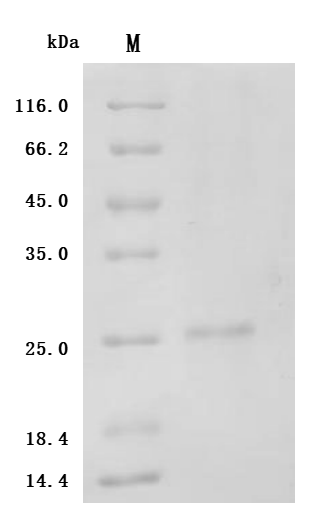 SDS-PAGE