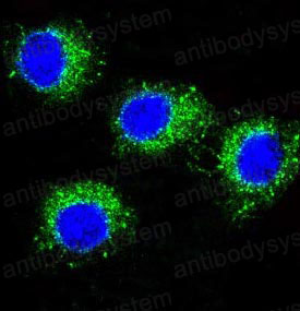 Валидация IF - AntibodySystem RHJ41103