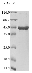 SDS-PAGE