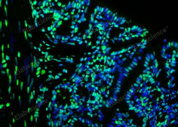 Валидация Elabscience E-CK-A321 - 92