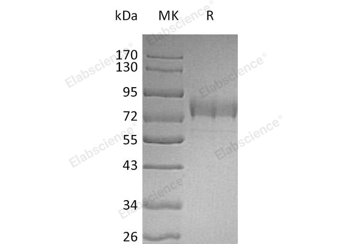 Валидация Elabscience PKSH033054(3427)