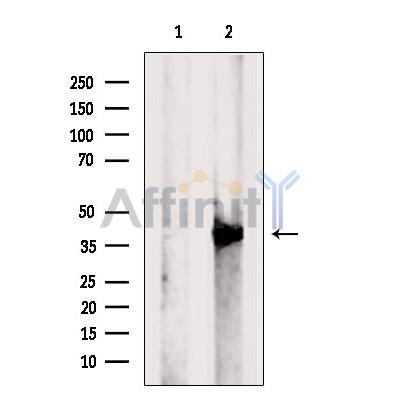 Валидация Affinity AF6243 - 3486