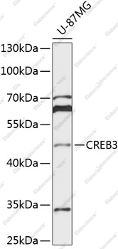 Вестерн-блоттинг, CREB3, клетки U-87MG
