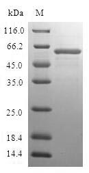 SDS-PAGE