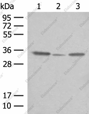 Вестерн-блоттинг, CNPY3, клетки OP9, HepG2 и NIH/3T3