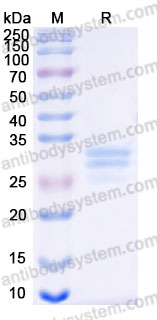 AME70702, SDS-PAGE