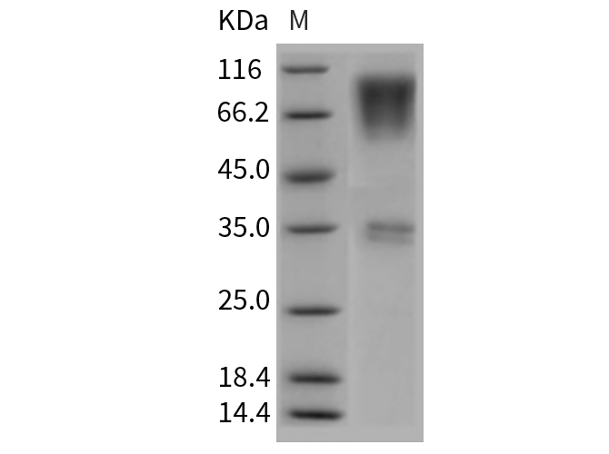 Валидация Elabscience PKSR030206(5566)