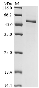 SDS-PAGE