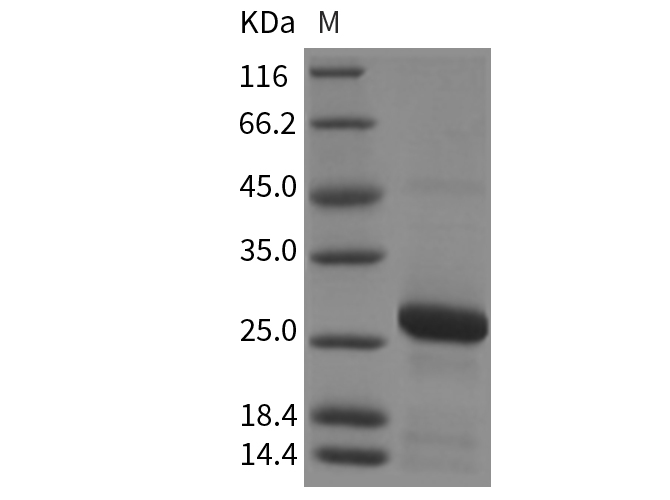 Валидация Elabscience PKSR030150(5517)