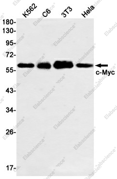 Вестерн-блоттинг, c-Myc, клетки K562, C6, 3T3, HeLa