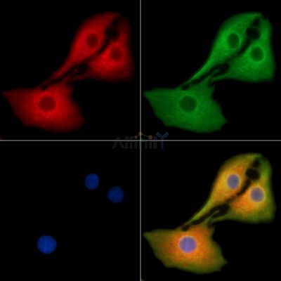 Валидация Affinity DF9401 - 21946