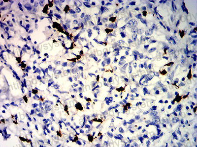 Валидация AntibodySystem RHC20503