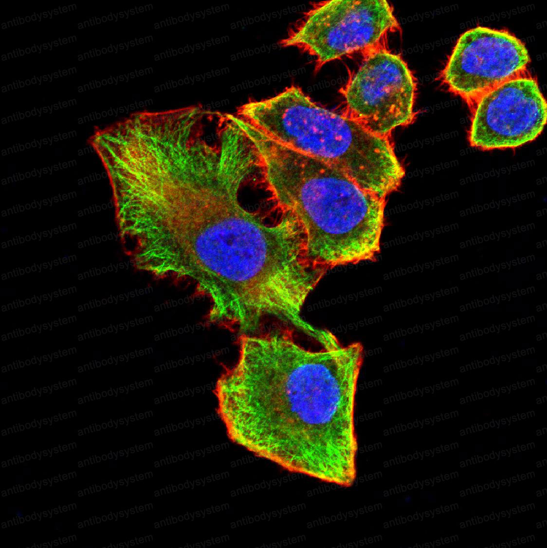 Валидация IF - AntibodySystem RHE10103