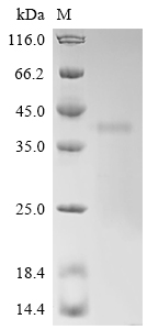 SDS-PAGE