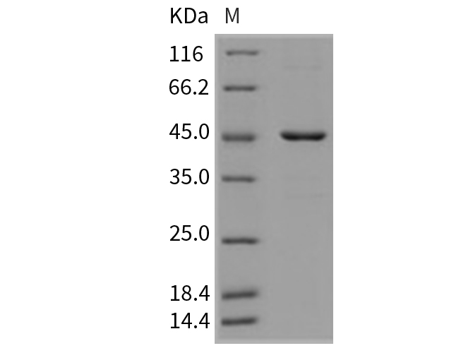 Валидация Elabscience PKSM040766(4737)