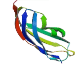 Neural Cell Adhesion Molecule (NCAM)