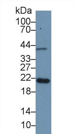 13019