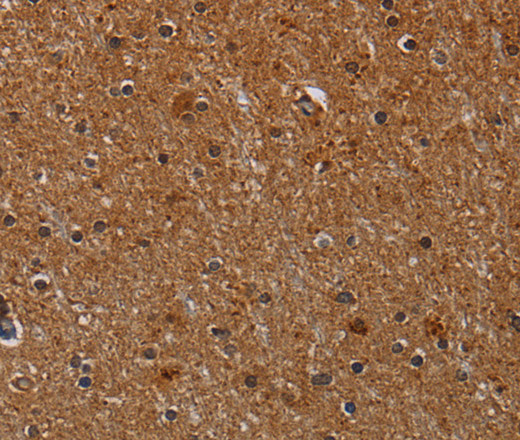 Валидация Elabscience E-AB-16677