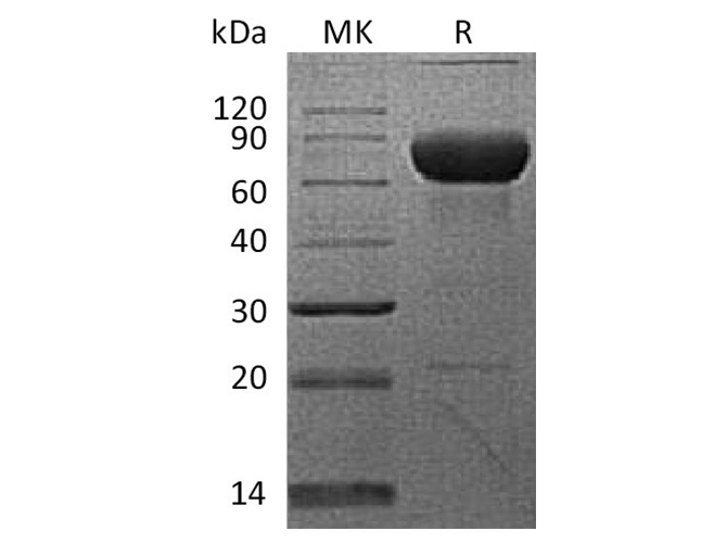 Валидация Elabscience PKSQ050032(5404)