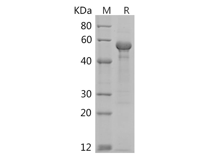 Валидация Elabscience PDEH100769(213)