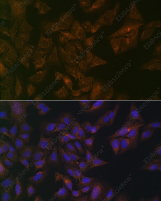Иммунофлуоресценция, Folate Binding Protein, клетки U2OS