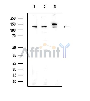 Валидация Affinity DF14300 - 10178