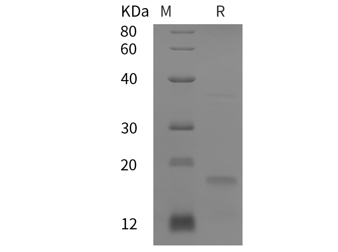 Валидация Elabscience PDEH100898(327)