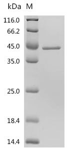 SDS-PAGE