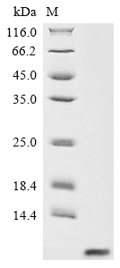 SDS-PAGE