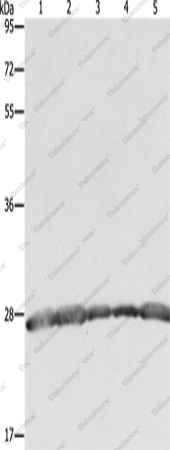 Вестерн-блоттинг, PRDX3, клетки HeLa, 293T, MCF7, Jurkat и ткань мозга плода человека