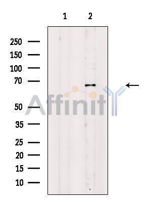 Валидация Affinity DF2499 - 13148