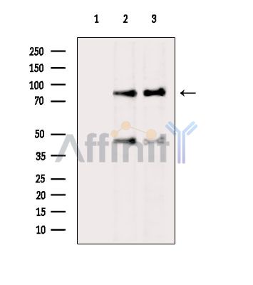 Валидация Affinity DF3631 - 14605