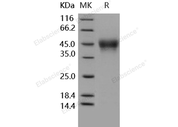Валидация Elabscience PKSH030286(1233)