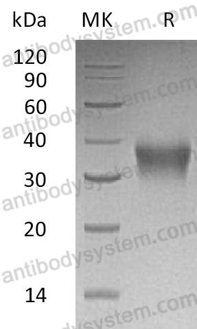 AHB95701, SDS-PAGE