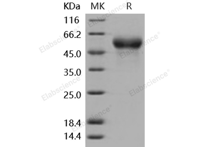 Валидация Elabscience PKSM040869(4825)