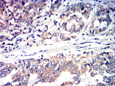 Валидация AntibodySystem RHJ88602