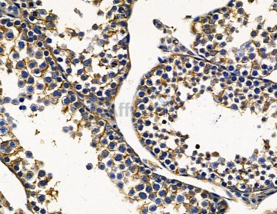 Валидация Affinity DF15696 - 12157