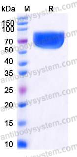 AHJ70103, SDS-PAGE