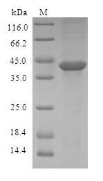SDS-PAGE