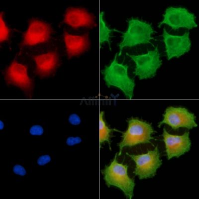 Валидация Affinity DF13774 - 9439