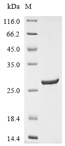 SDS-PAGE