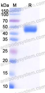 EHG15702, SDS-PAGE