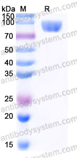 EHJ70002, SDS-PAGE