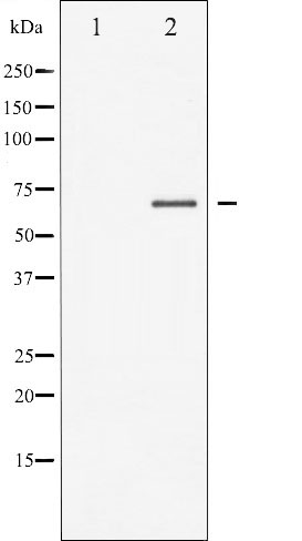 Валидация Affinity AF6315 - 3588