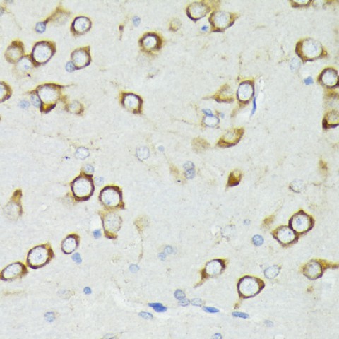 Валидация Elabscience E-AB-66885