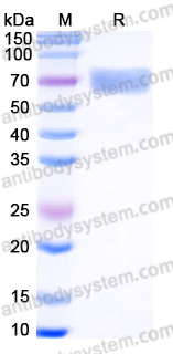 EHJ15001, SDS-PAGE